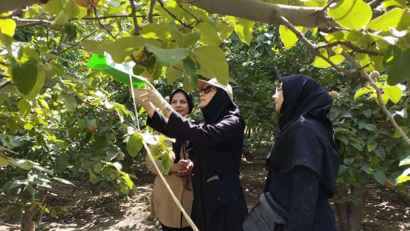 کرم به 